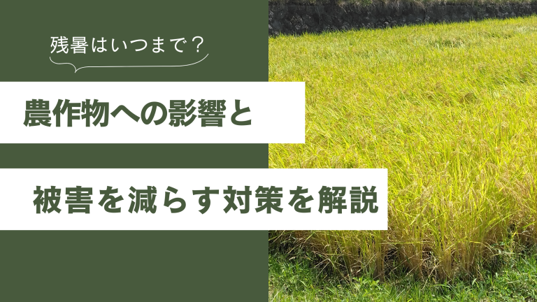 残暑はいつまで？農作物への影響と被害を減らすための対策を徹底解説